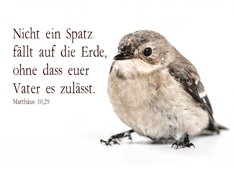 Postkarte  Nicht ein Spatz fällt auf die Erde