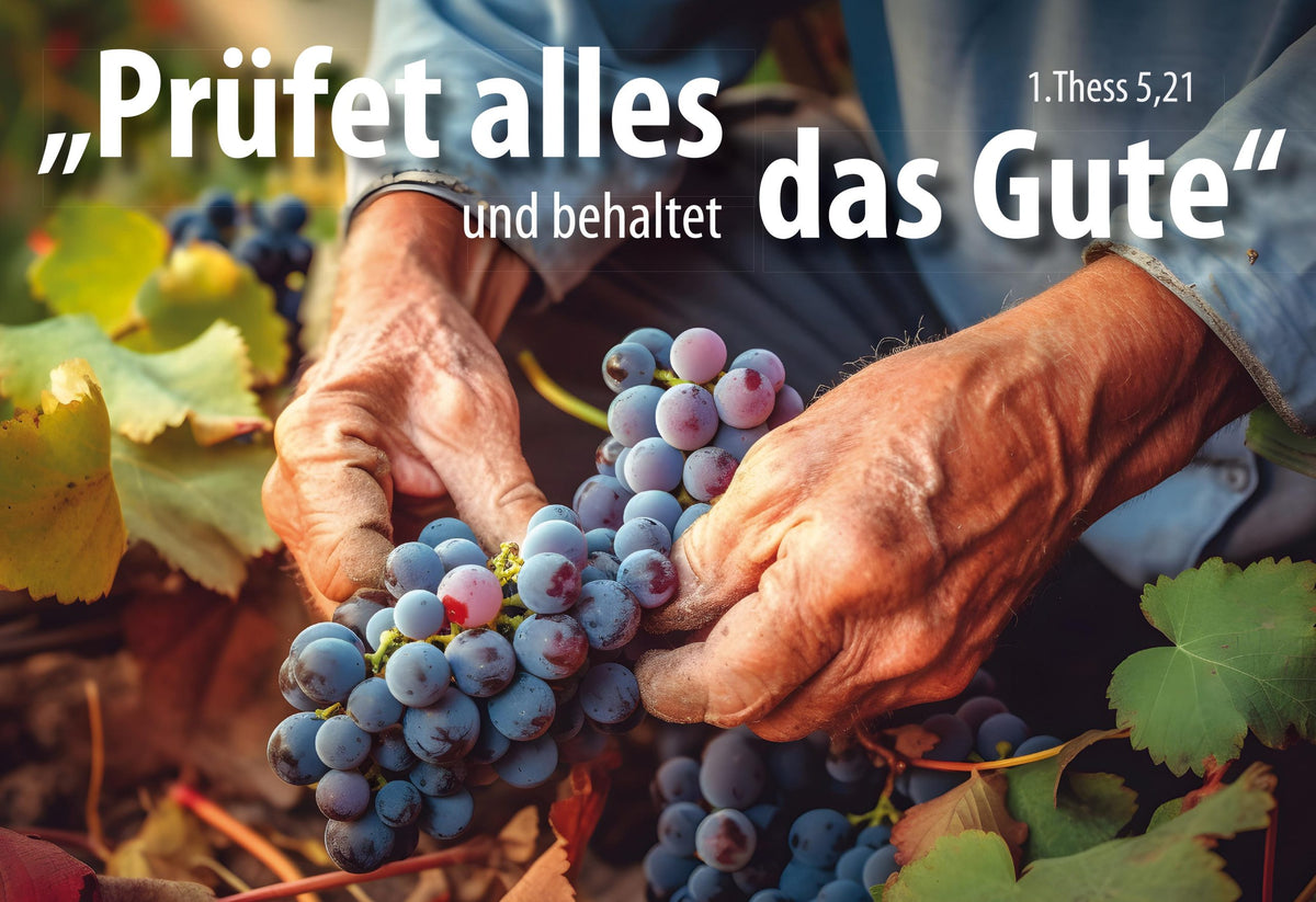 Poster A3 laminiert Jahreslosung 2025 Weinrebe