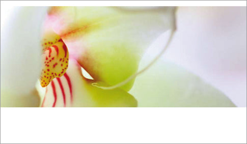 Orchidee