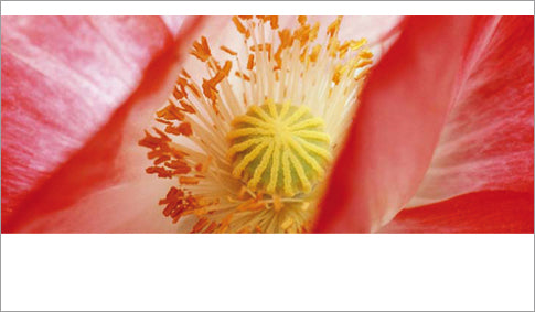 Blütenstempel