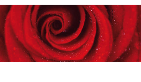 Rote Rose